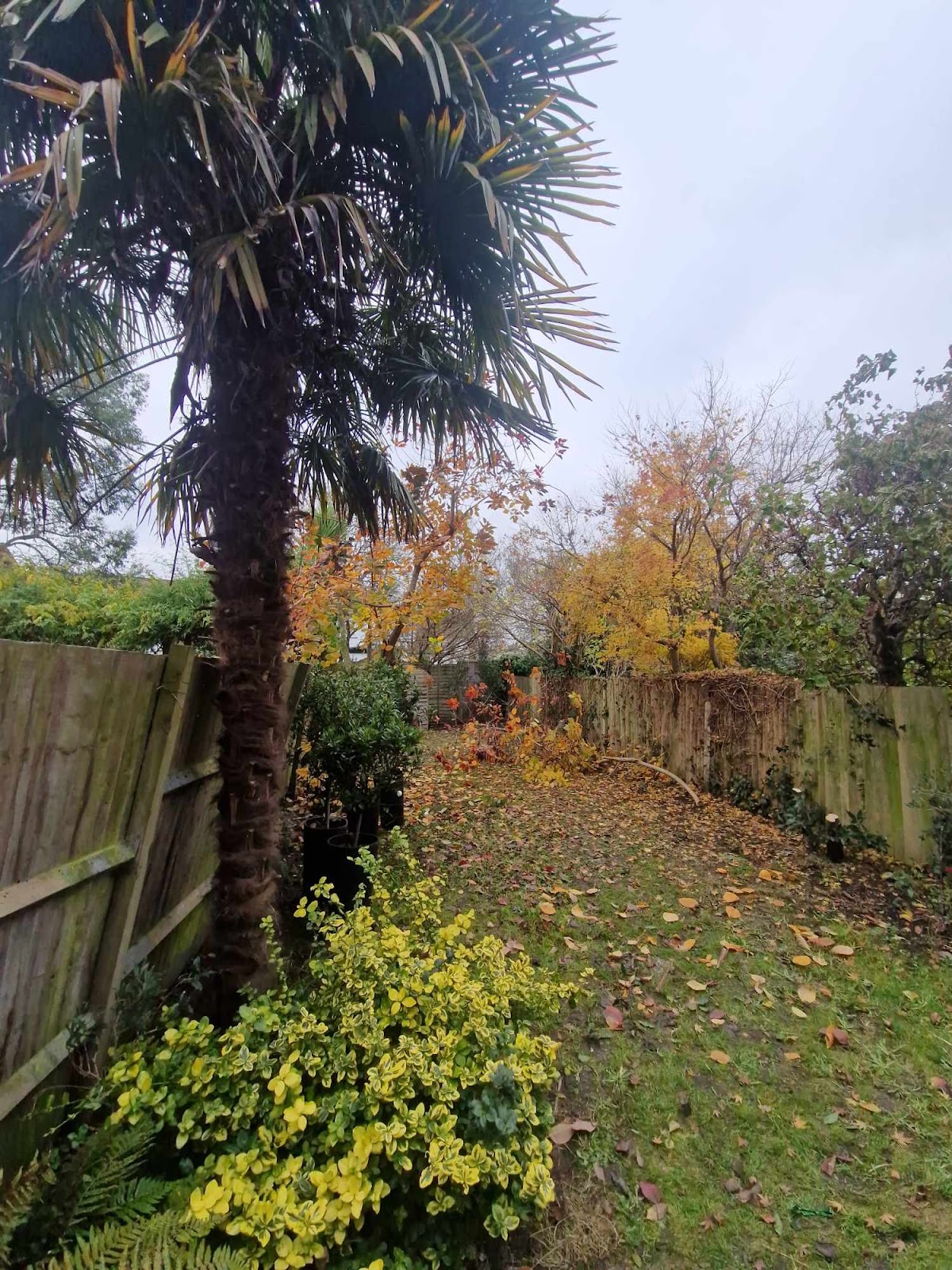 Garden before landscaping — overgrown lawn, leaves and old fence